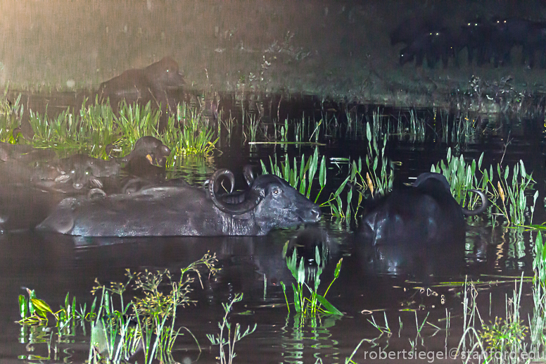 cows at night